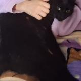 Picture of cat lost at Pionnat