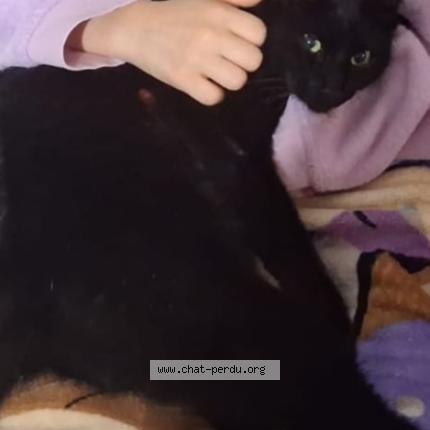 Photo 1/1 ROSA Chat lost in Pionnat