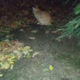 Picture of cat found at Paris