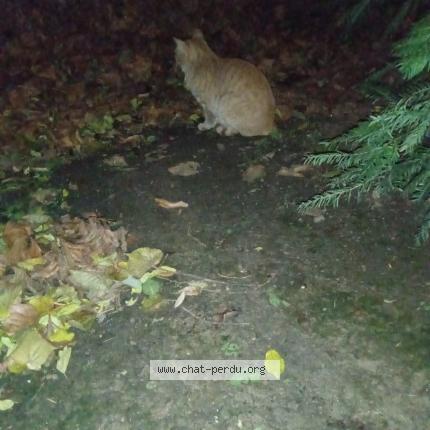 Photo 1/1 Found cat Found in Paris