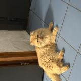 Picture of cat found at Malakoff