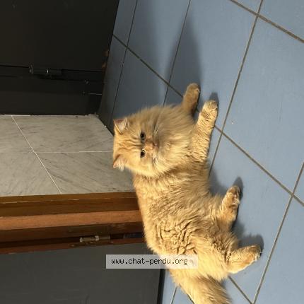 Photo 1/1 Found cat Found in Malakoff