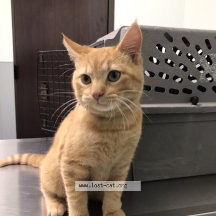 Photo 1/1 Flounder Chat lost in Houston