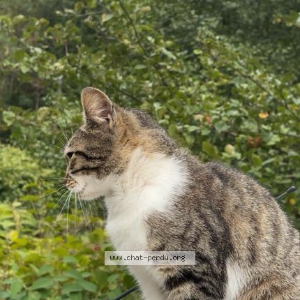 Photo 1/1 Star Chat lost in Triembach au val