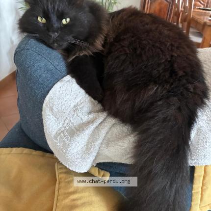 Photo 1/1 Roméo Chat lost in Narbonne