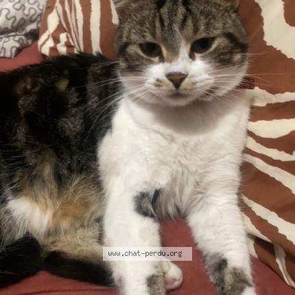 Photo 1/1 Kitten Chat lost in Roubaix