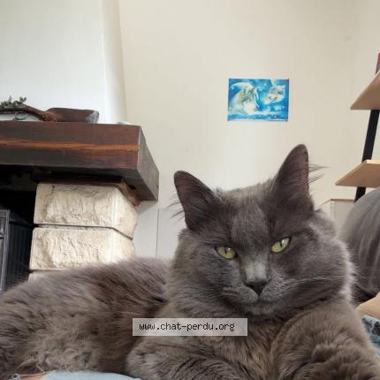 Photo 1/1 Mooky Chat lost in Courtenay