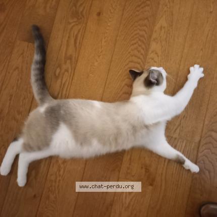 Photo 1/1 Milo Chat lost in Wavre bois pres de ven de saras