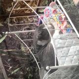 Picture of cat found at Toulouse