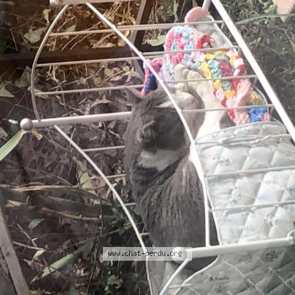 Photo 1/1 Found cat Found in Toulouse