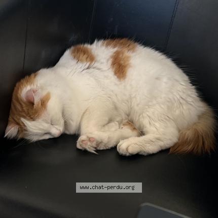Photo 1/1 Atesh Chat lost in Gonesse