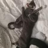 Picture of cat found at Anaheim