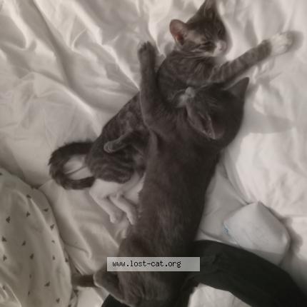 Photo 1/1 Found cat Found in Anaheim