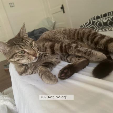 Photo 1/1 Staples Chat lost in Ontario