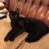 Picture of cat lost at Treboul Douarnenez