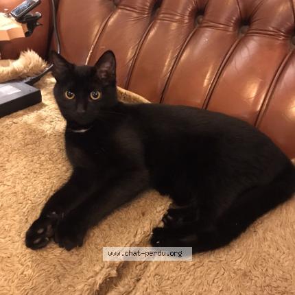 Photo 1/1 Gigi ou Jiji Chat lost in Treboul douarnenez