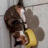 Picture of cat lost at Montertelot