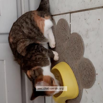 Photo 1/1 Zelda Chat lost in Montertelot