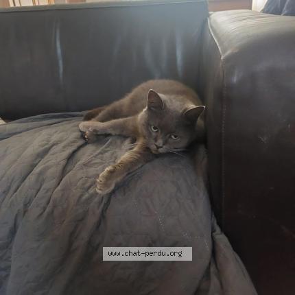 Photo 1/1 P&Eacute;PITE Chat lost in Pecq