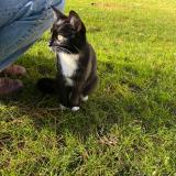 Picture of cat found at Versailles