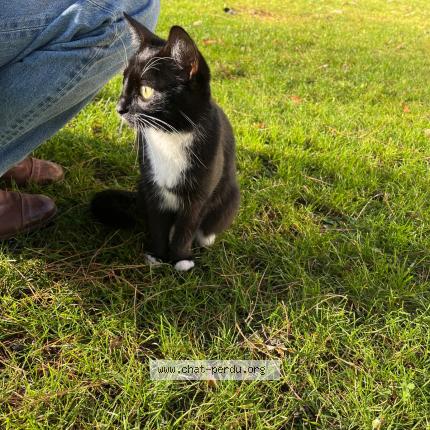 Photo 1/1 Found cat Found in Versailles