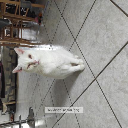 Photo 1/1 Latios Chat lost in Divatte sur loire