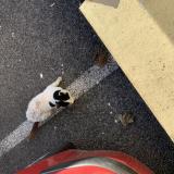 Picture of cat found at Amiens