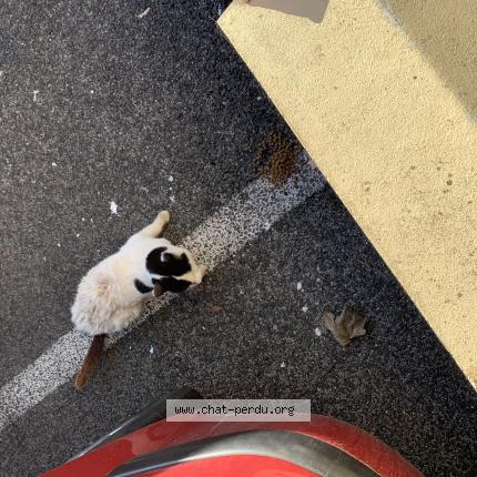 Photo 1/1 Found cat Found in Amiens