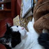 Picture of cat lost at Laval