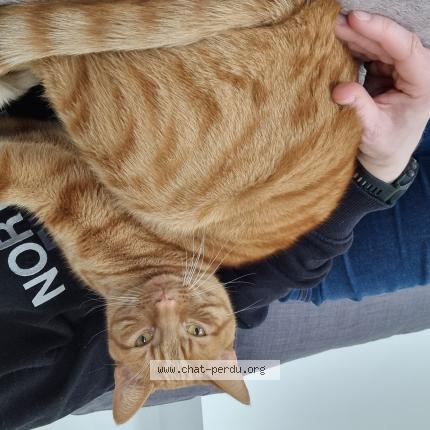 Photo 1/1 Nugget Chat lost in Chens sur leman