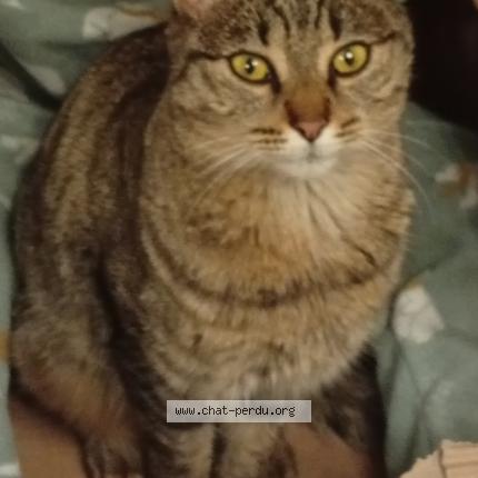 Photo 1/1 Kira Chat lost in Roissard