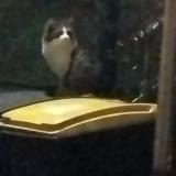 Picture of cat found at Laval