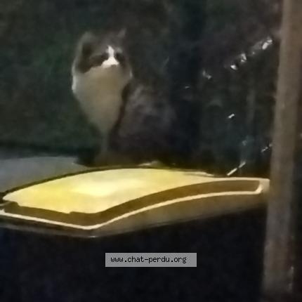 Photo 1/1 Found cat Found in Laval