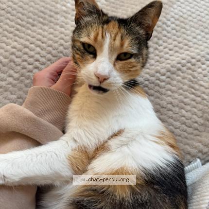 Photo 1/1 Mia Chat lost in Marseille