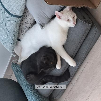 Photo 1/1 Vasco Chat lost in La chapelle sur erdre