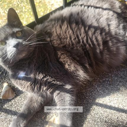 Photo 1/1 Kaya Chat lost in Boisbriand