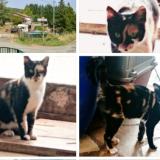 Picture of cat found at Fa Val Du Faby