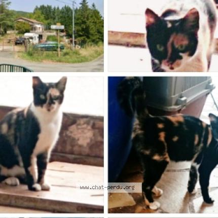 Photo 1/1 Found cat Found in Fa val du faby