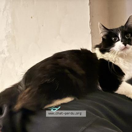 Foto van vermiste kat in Grez Doiceau