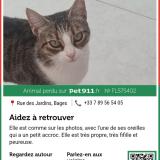 Picture of cat lost at Bages
