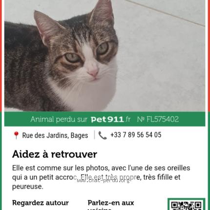 Photo 1/1 Princesse Chat lost in Bages