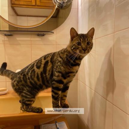 Photo 1/1 Asland Chat lost in Verrieres le buisson