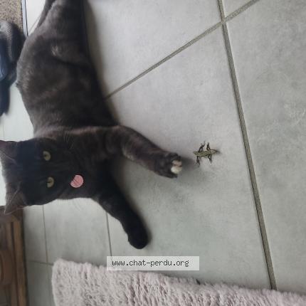 Photo 1/1 GANDJA Chat lost in Chasselay