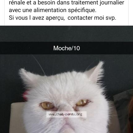 Photo 1/1 Hibou Chat lost in Pamiers