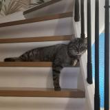 Picture of cat lost at Mulhouse