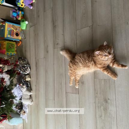 Photo 1/1 Tina Chat lost in Caulnes