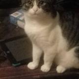 Picture of cat lost at Brooklet