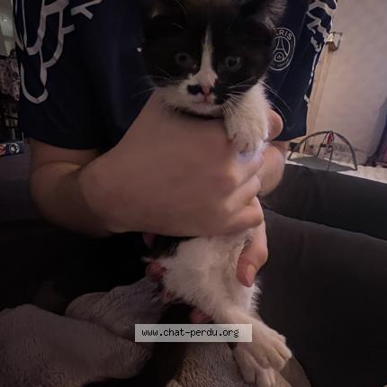 Photo 1/1 Simba Chat lost in Annoeulin