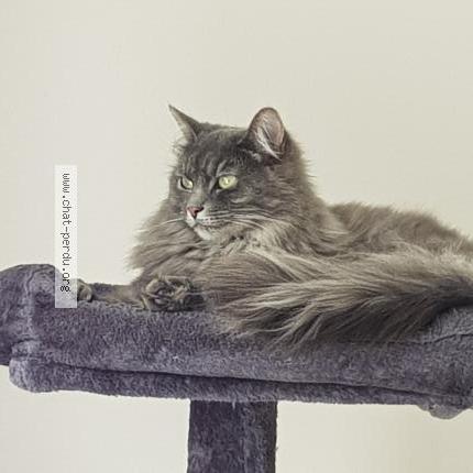 Photo 1/1 Kasumi Chat lost in Merignac