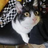 Picture of cat lost at Saint Pierre La Roche